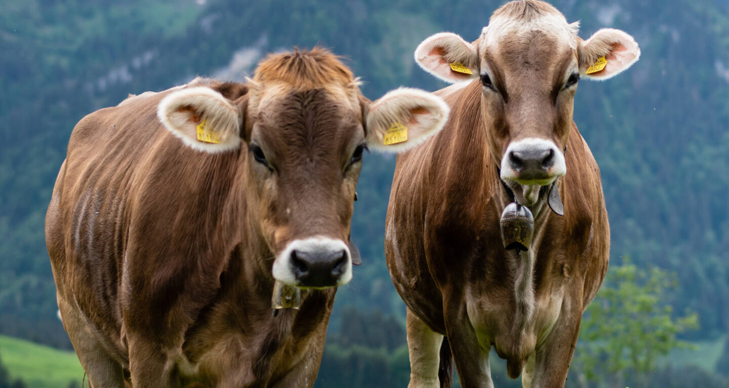 Braunvieh im Bregenzerwald (c) Oostenrijk TV - Bregenzerwald Tourismus