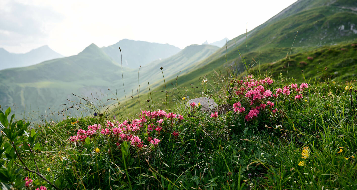 vitalerkurzurlaub-Alpenrosen in Warth-Schröcken (c) Alex Kaiser - Bregenzerwald Tourismus