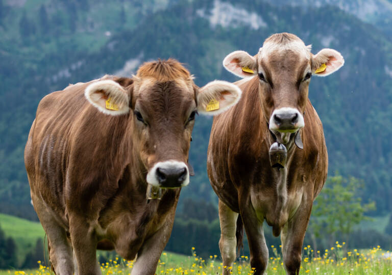 Braunvieh im Bregenzerwald (c) Oostenrijk TV - Bregenzerwald Tourismus